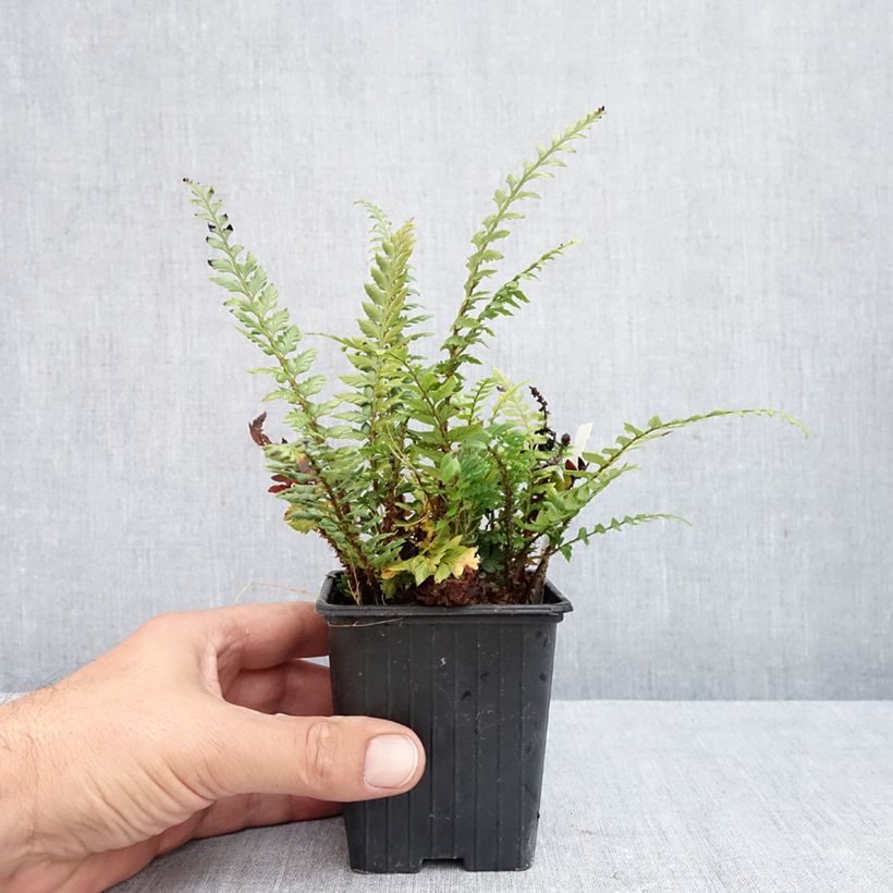 Exemplar von Japanischer Glanzschildfarn Shiny Holy Fern - Polystichum polyblepharum Kleine Töpfe von 8/9 cm wie im Herbst geliefert