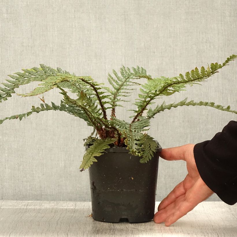 Exemplar von Japanischer Glanzschildfarn Shiny Holy Fern - Polystichum polyblepharum Topf mit 2L/3L wie im Herbst geliefert