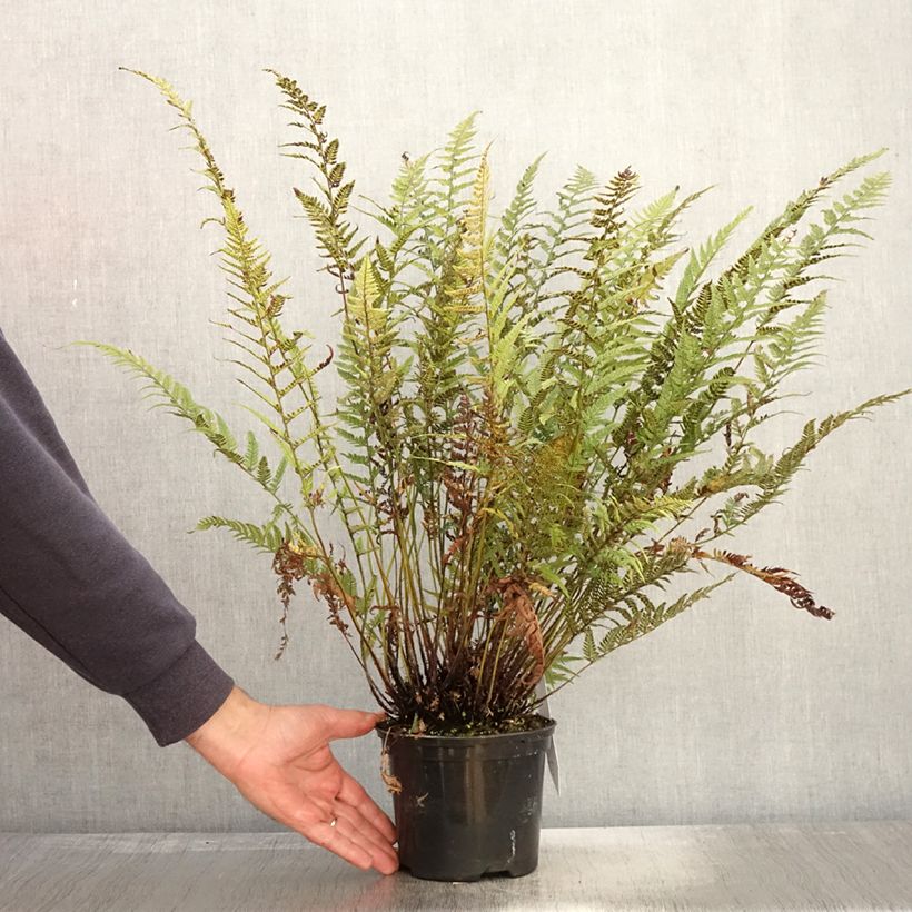 Exemplar von Tsus-Sima-Schildfarn - Polystichum tsus-simense Topf mit 2L/3L wie im Herbst geliefert