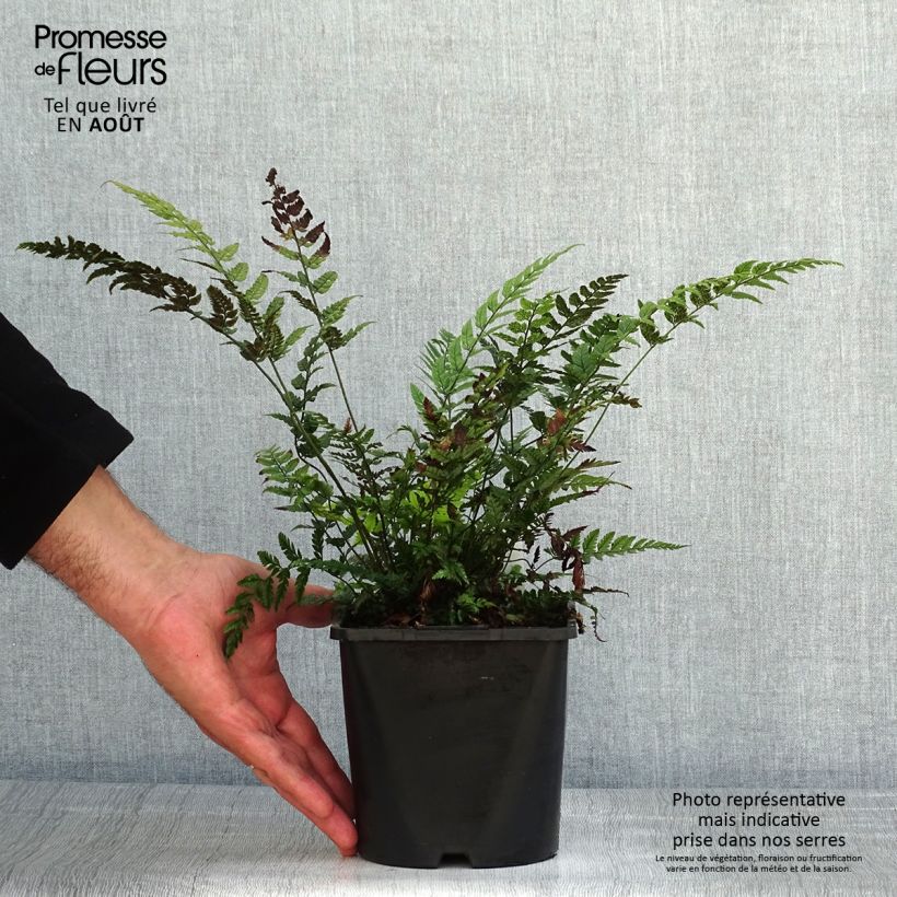 Exemplar von Tsus-Sima-Schildfarn - Polystichum tsus-simense Topf mit 2L/3L wie im Sommer geliefert