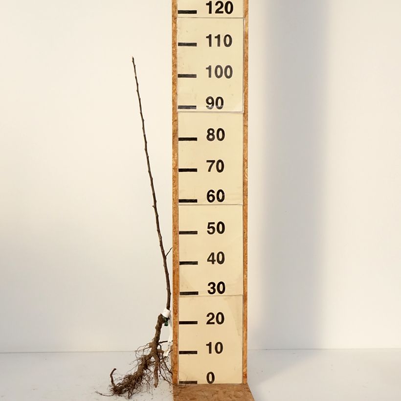 Exemplar von Apfelbaum Locard vert - Malus domestica Wurzelnackt, Heister wie im Winter geliefert