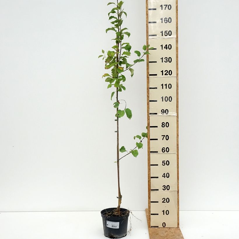 Exemplar von Apfelbaum Ananas Berżenicki - Malus domestica Topf mit 4L/5L, Gobelet-Form wie im Sommer geliefert