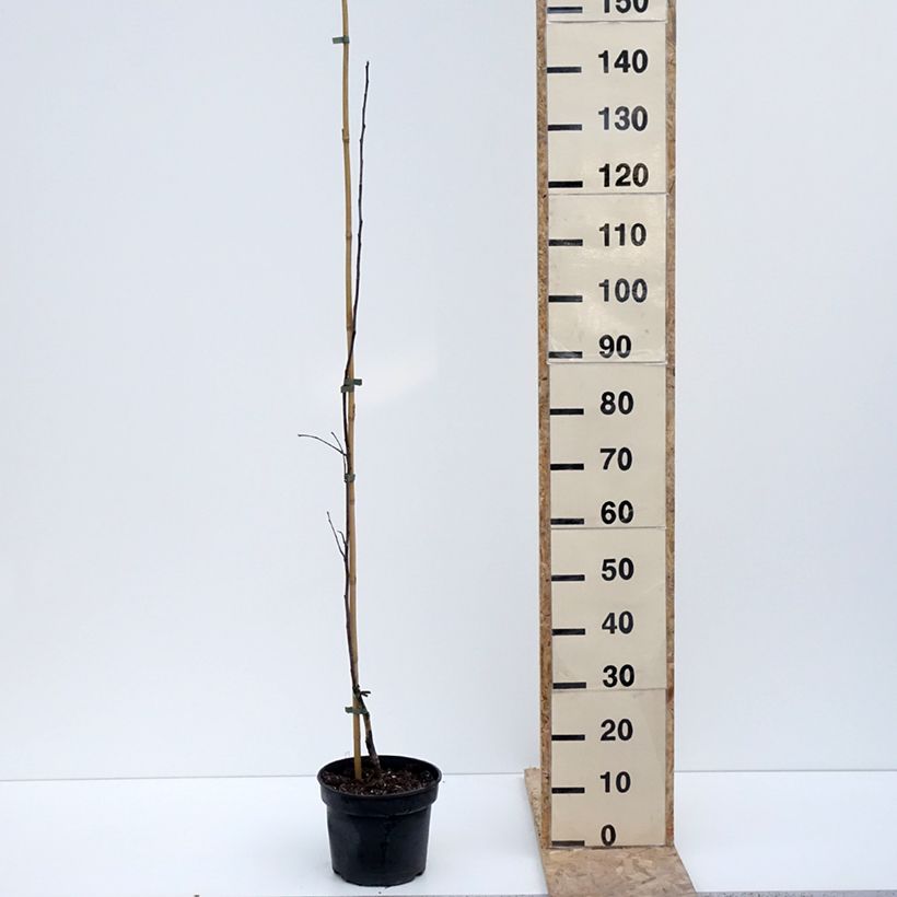 Exemplar von Apfelbaum Antonówka Półtorapoundowa - Malus domestica Topf mit 4L/5L, Gobelet-Form wie im Winter geliefert