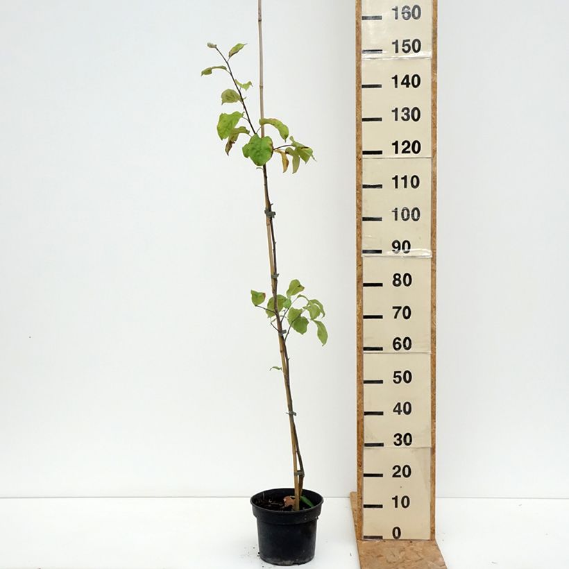 Exemplar von Apfelbaum Antonówka Półtorapoundowa - Malus domestica Topf mit 4L/5L, Gobelet-Form wie im Sommer geliefert