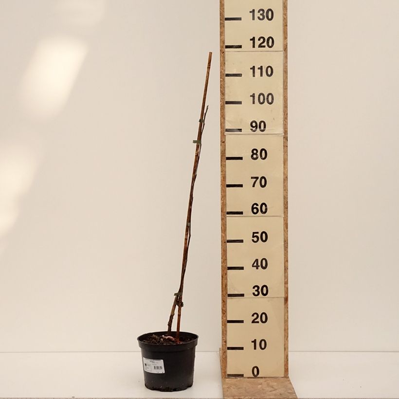 Exemplar von Apfelbaum Antonówka Zwykła - Malus domestica Topf mit 4L/5L, Gobelet-Form wie im Winter geliefert