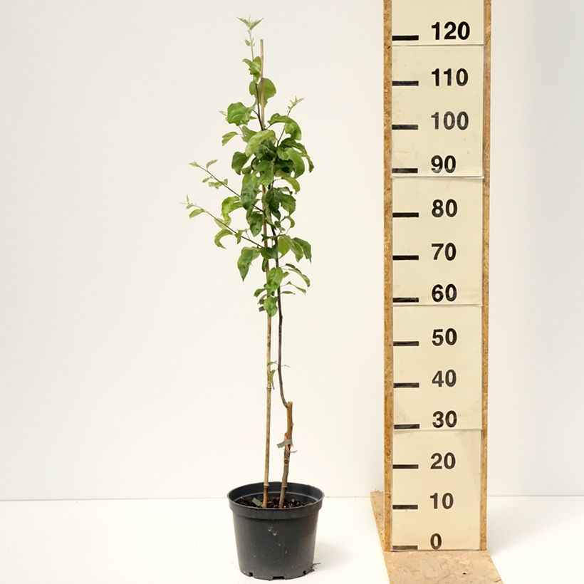 Exemplar von Apfelbaum Antonówka Zwykła - Malus domestica Topf mit 4L/5L, Heister wie im Frühjahr geliefert