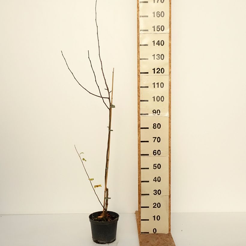 Exemplar von Apfelbaum Antonówka Zwykła - Malus domestica Topf mit 4L/5L, Heister wie im Herbst geliefert