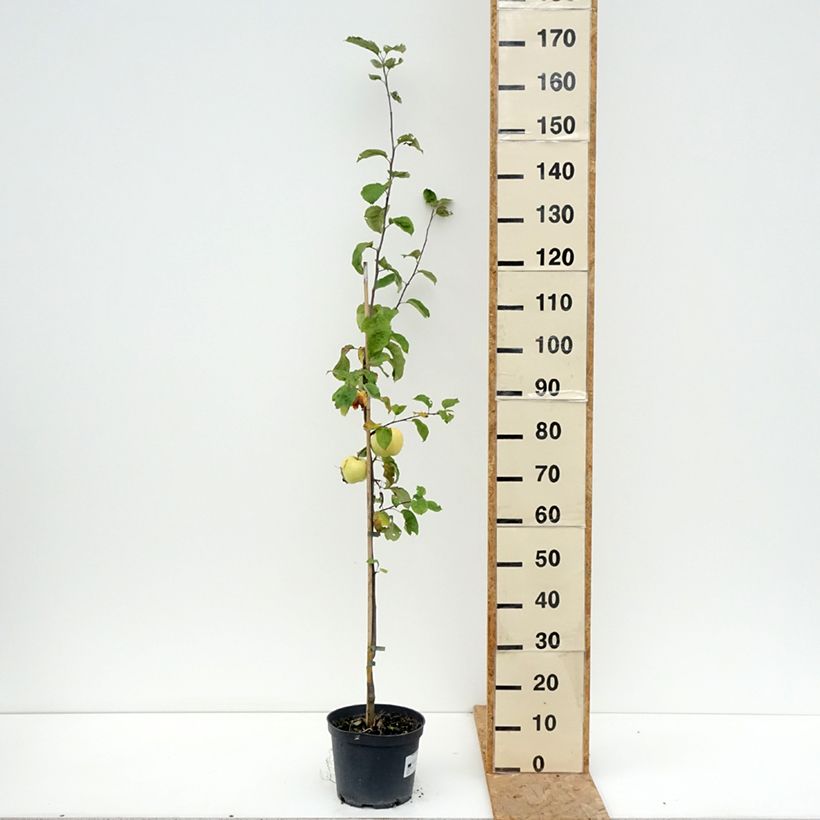Exemplar von Apfelbaum Antonówka Zwykła - Malus domestica Topf mit 4L/5L, Heister wie im Sommer geliefert