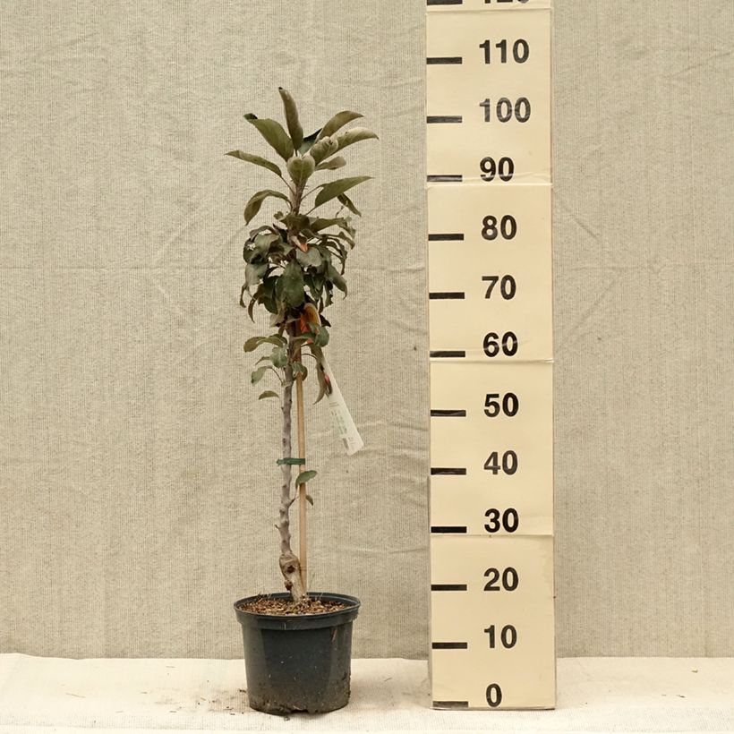 Exemplar von Säulenapfel Red Leaf - Malus ballerina Topf mit 4L/5L wie im Sommer geliefert