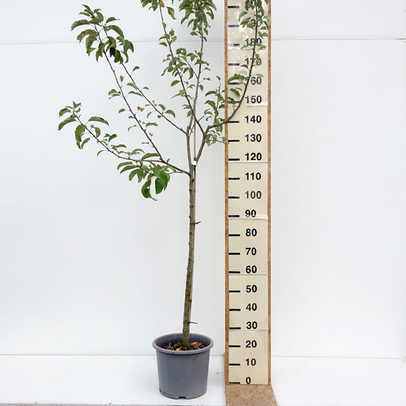 Exemplar von Apfelbaum Belchard ou Chantecler - Malus domestica Topf mit 12L/15L, Halbstamm wie im Sommer geliefert