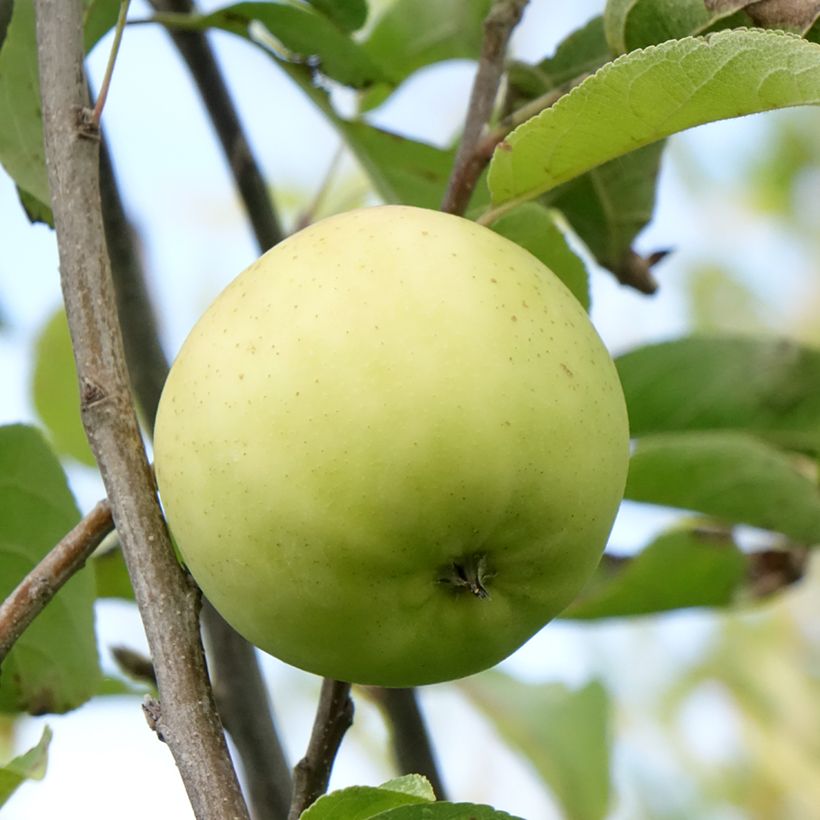 Apfelbaum Belchard ou Chantecler - Malus domestica (Ernte)