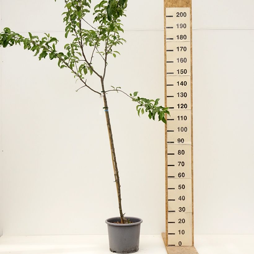 Exemplar von Apfelbaum Belchard ou Chantecler - Malus domestica Topf mit 12L/15L, Halbstamm wie im Frühjahr geliefert