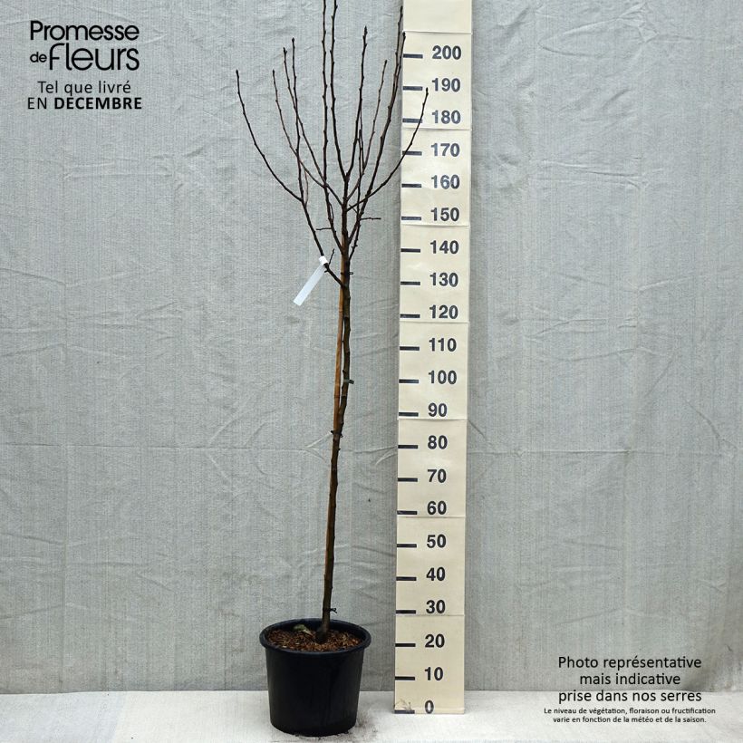 Exemplar von Apfelbaum Belle de Boskoop - Malus domestica Topf mit 7,5L/10L, Halbstamm wie im Winter geliefert
