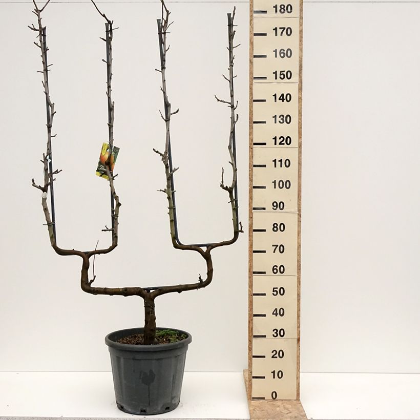 Exemplar von Apfelbaum Belle de Boskoop - Malus domestica Topf mit 12L/15L, Spalierobst doppelte U-Form wie im Winter geliefert