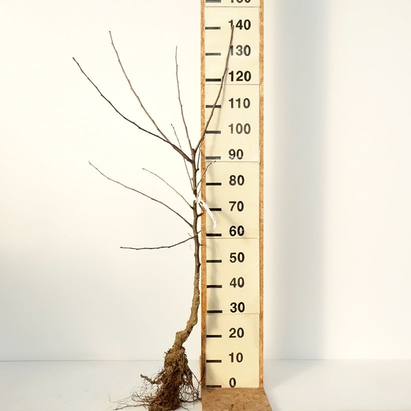 Exemplar von Apfelbaum Belle de Boskoop - Malus domestica Wurzelnackt, Gobelet-Form wie im Winter geliefert