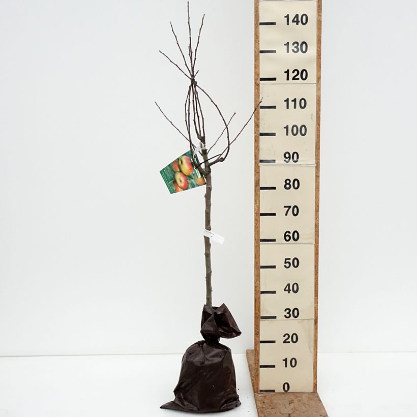 Exemplar von Apfelbaum Belle Fille de Salins - Malus domestica Plug "Fertig-zum-Pflanzen", Gobelet-Form wie im Winter geliefert