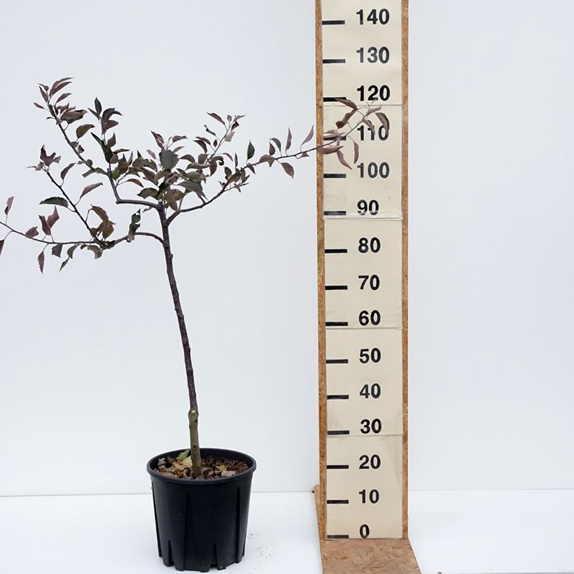 Exemplar von Apfelbaum Blush rosette - Malus domestica Topf mit 7,5L/10L, Gobelet-Form wie im Herbst geliefert