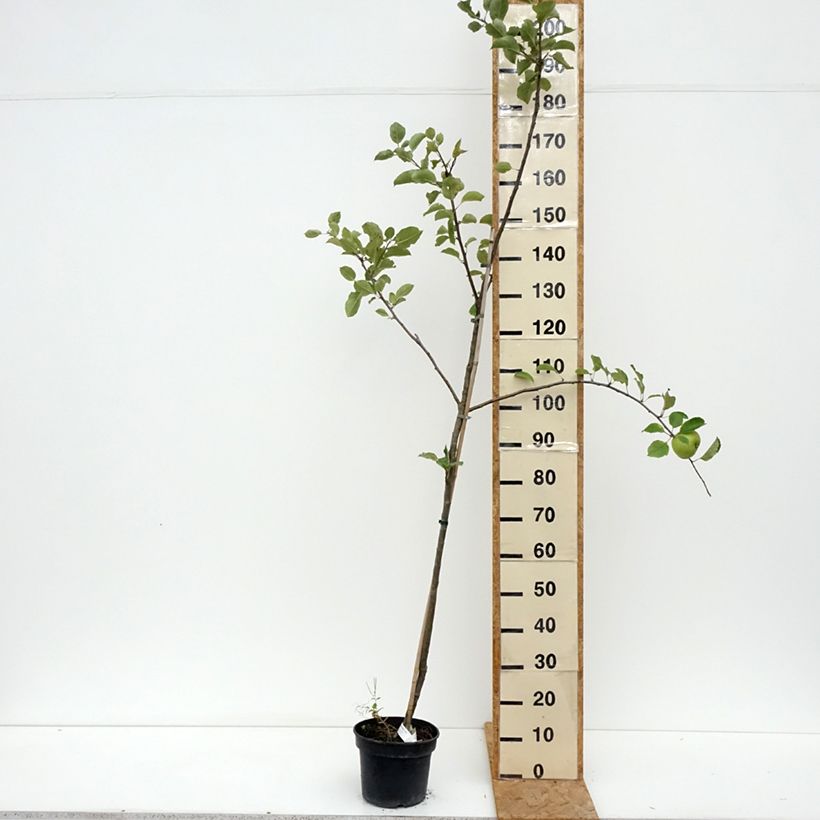 Exemplar von Apfelbaum Bramley's Seedling - Malus domestica Topf mit 4L/5L, Heister wie im Sommer geliefert