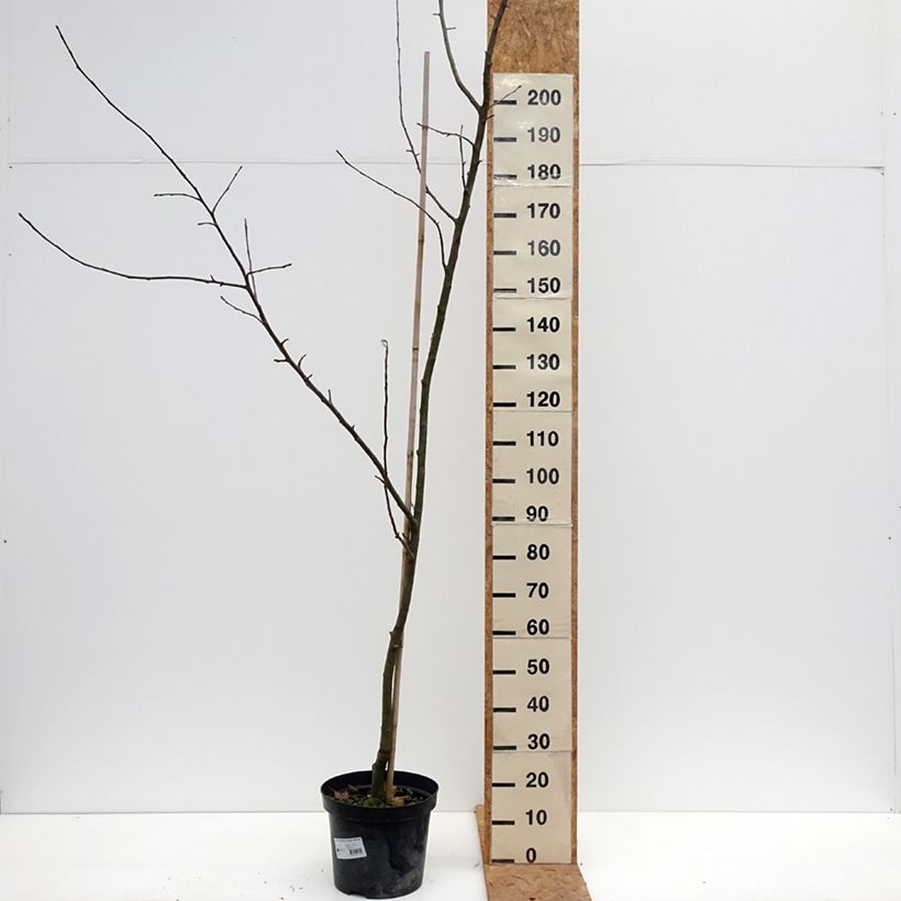 Exemplar von Goldparmäne Cesarz Wilhelm - Malus domestica Topf mit 7,5L/10L, Heister wie im Herbst geliefert