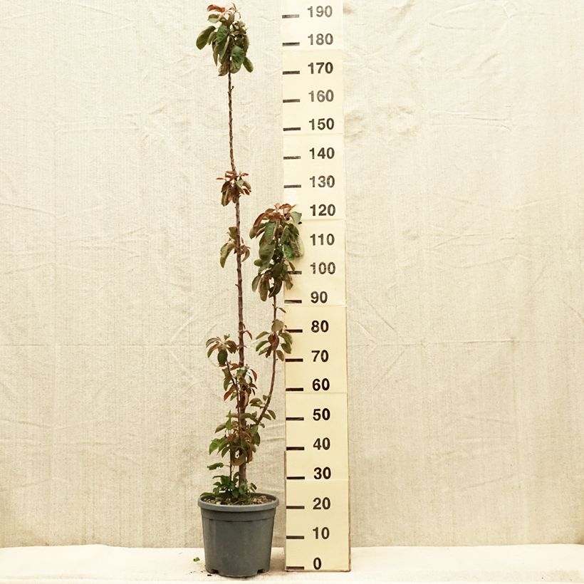 Exemplar von Säulenapfel Ballerina Maypole - Malus domestica Topf mit 7,5L/10L, Säulenförmig wie im Frühjahr geliefert