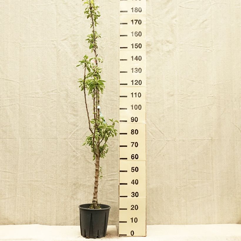 Exemplar von Säulenapfel Ballerina Polka - Malus domestica Topf mit 7,5L/10L, Säulenförmig wie im Frühjahr geliefert