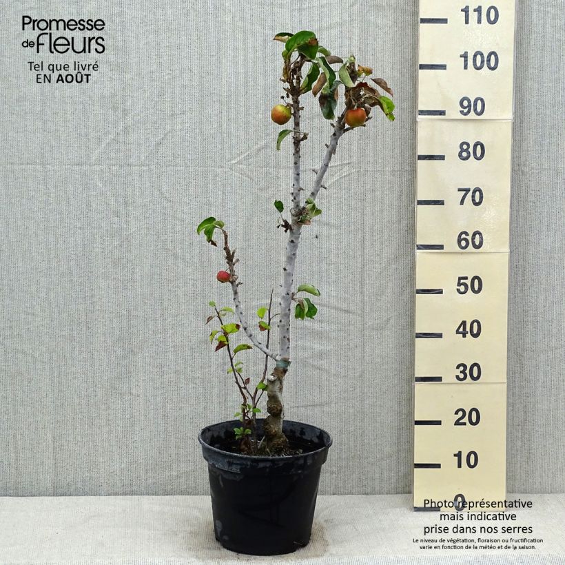 Exemplar von Säulenapfel Ballerina Valse - Malus domestica Topf mit 7,5L/10L, Säulenförmig wie im Sommer geliefert