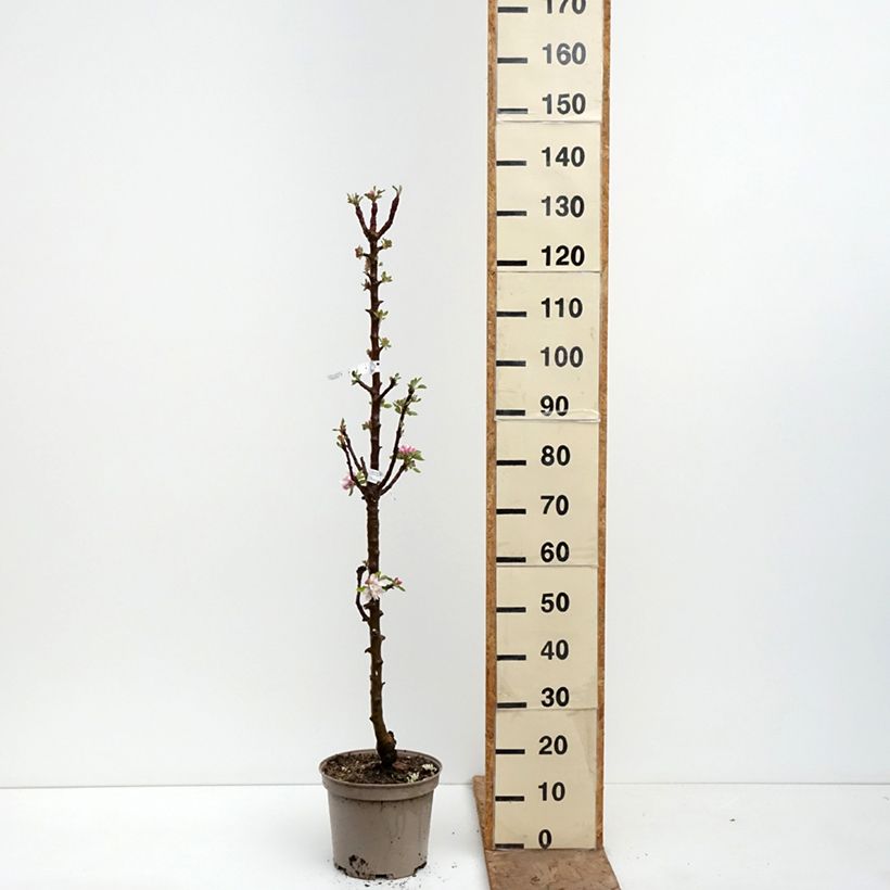 Exemplar von Säulenapfel Cheverny delcolin - Malus domestica Topf mit 7,5L/10L wie im Frühjahr geliefert