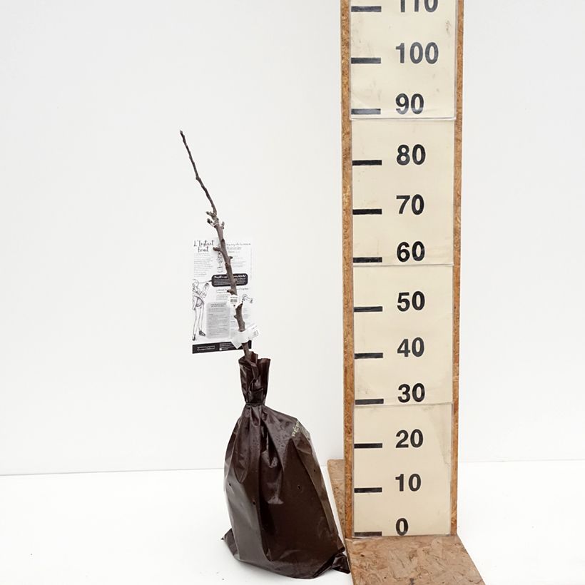 Exemplar von Säulenapfel Chinon Delcoblu - Malus domestica Plug "Fertig-zum-Pflanzen", Säulenförmig wie im Winter geliefert