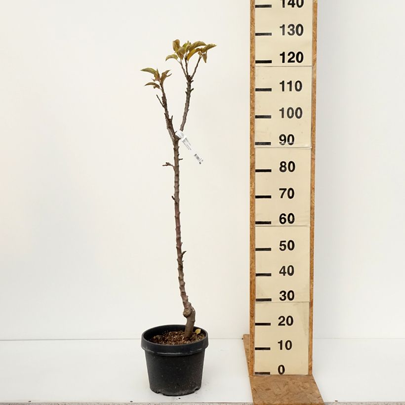 Exemplar von Säulenapfel Chinon Delcoblu - Malus domestica Topf mit 7,5L/10L wie im Herbst geliefert