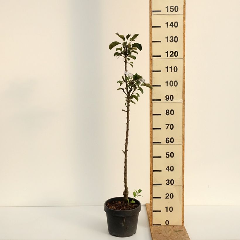Exemplar von Säulenapfel Chinon Delcoblu - Malus domestica Topf mit 7,5L/10L wie im Sommer geliefert