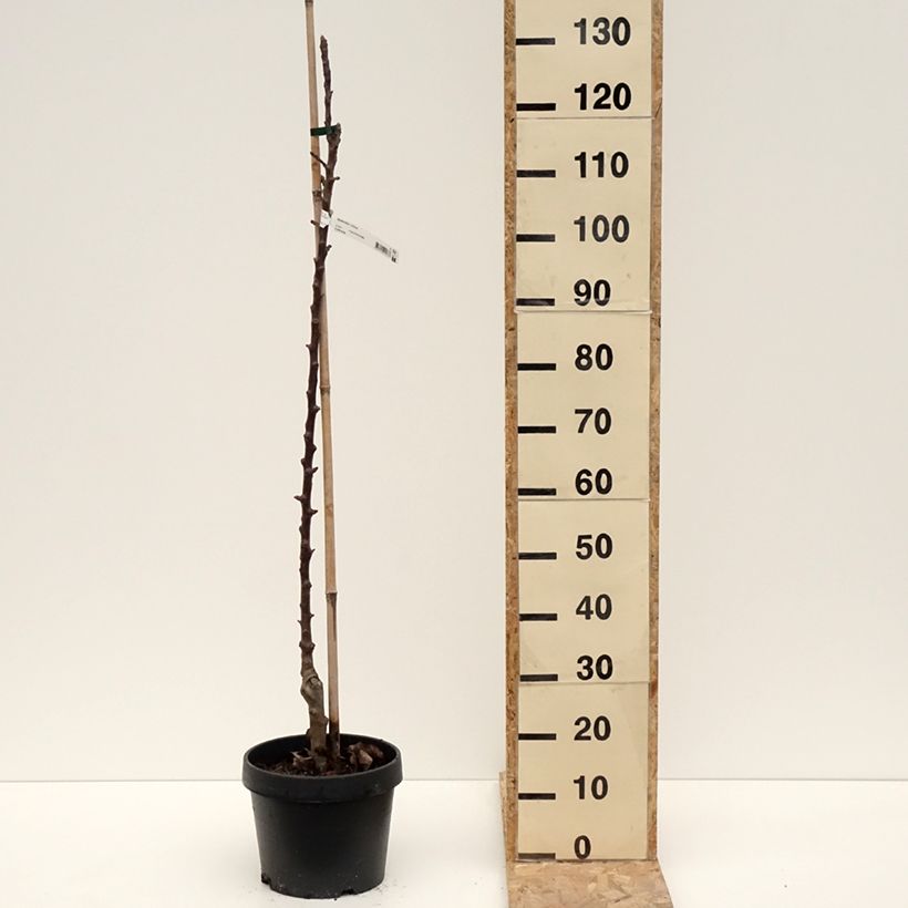 Exemplar von Säulenapfel Chinon Delcoblu - Malus domestica Topf mit 7,5L/10L wie im Winter geliefert