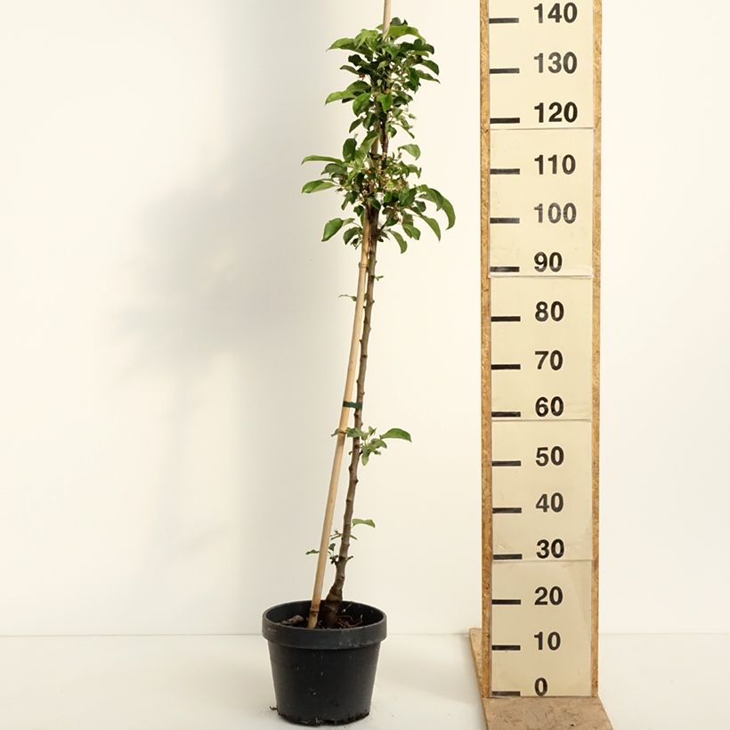 Exemplar von Säulenapfel Chinon Delcoblu - Malus domestica Topf mit 7,5L/10L wie im Frühjahr geliefert