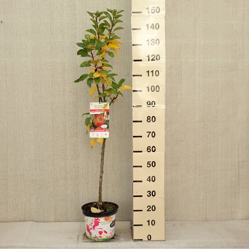 Exemplar von Säulenapfel Rhapsodiecov - Malus domestica Topf mit 6L/7L, Säulenförmig wie im Herbst geliefert