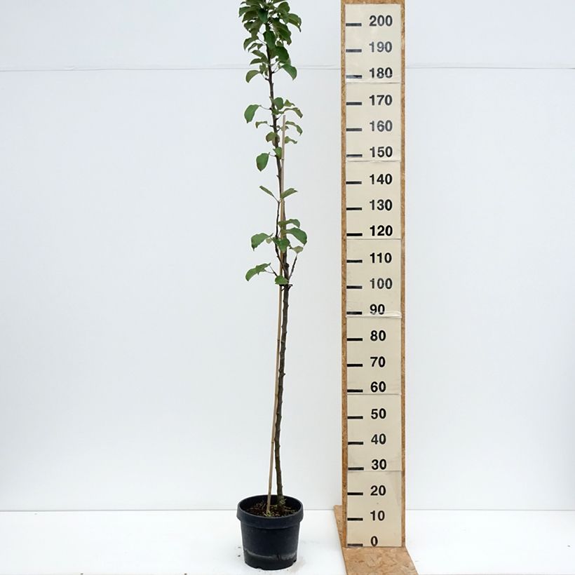 Exemplar von Säulenapfel Villandry Delcoti - Malus domestica Topf mit 7,5L/10L, Säulenförmig wie im Sommer geliefert