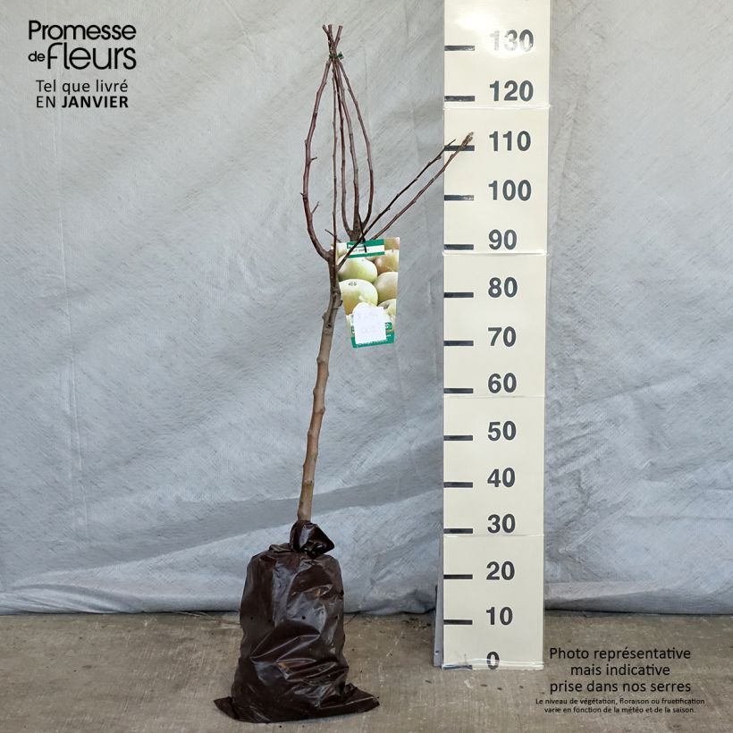 Exemplar von Apfelbaum Court Pendu - Malus domestica Plug "Fertig-zum-Pflanzen", Gobelet-Form wie im Winter geliefert