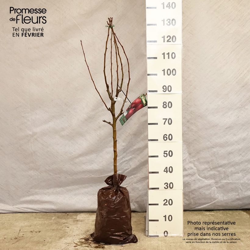 Exemplar von Apfelbaum Cybèle - Malus domestica Plug "Fertig-zum-Pflanzen", Gobelet-Form wie im Winter geliefert