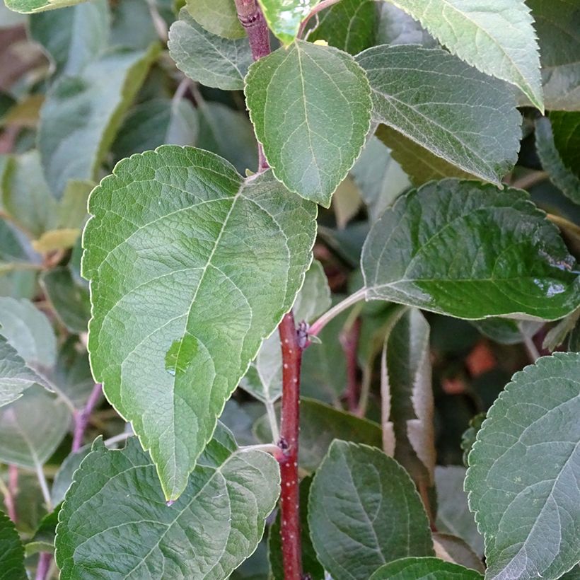 Zierapfel Evereste 'Perpetu' - Malus (Laub)