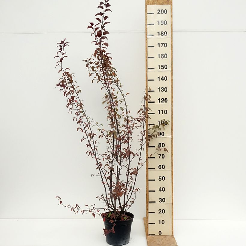 Exemplar von Zierapfel Coccinella Courtarou - Malus Topf mit 7,5L/10L wie im Sommer geliefert