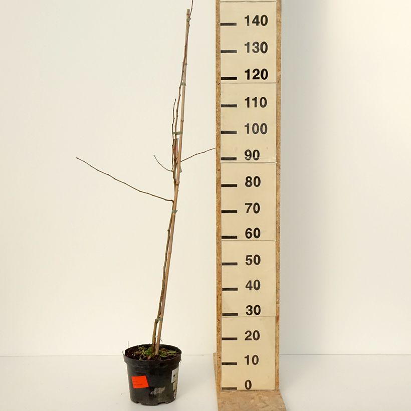 Exemplar von Zierapfel Pink Glow - Malus robusta Topf mit 4L/5L wie im Winter geliefert