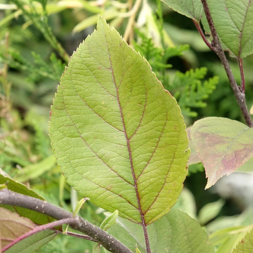 Purpur-Apfel Eleyi - Malus purpurea (Laub)