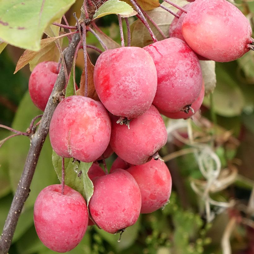 Purpur-Apfel Eleyi - Malus purpurea (Ernte)
