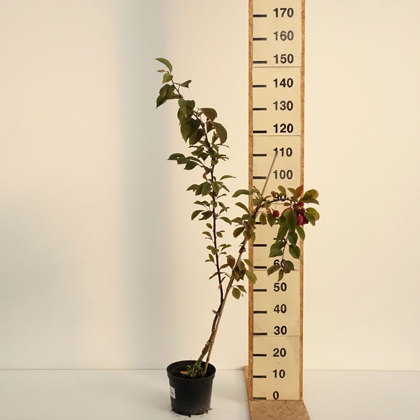 Exemplar von Purpur-Apfel Eleyi - Malus purpurea Topf mit 4L/5L wie im Sommer geliefert
