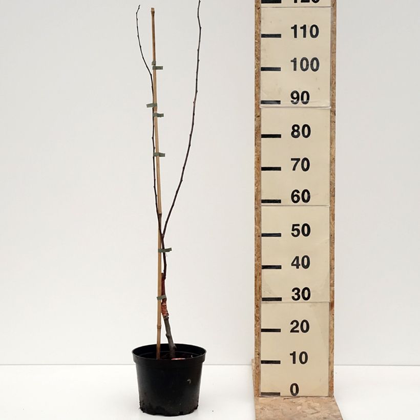 Exemplar von Purpur-Apfel Eleyi - Malus purpurea Topf mit 4L/5L wie im Winter geliefert