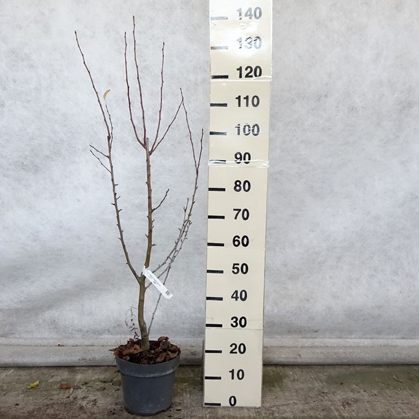 Exemplar von Zierapfel Golden Hornet - Malus Topf mit 4L/5L wie im Herbst geliefert