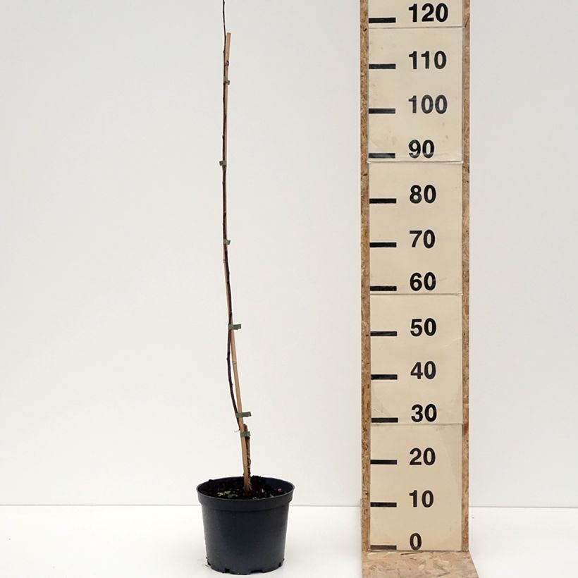 Exemplar von Zierapfel Hopa - Malus sieversii f. niedzwetzkyana × baccata Topf mit 4L/5L wie im Winter geliefert