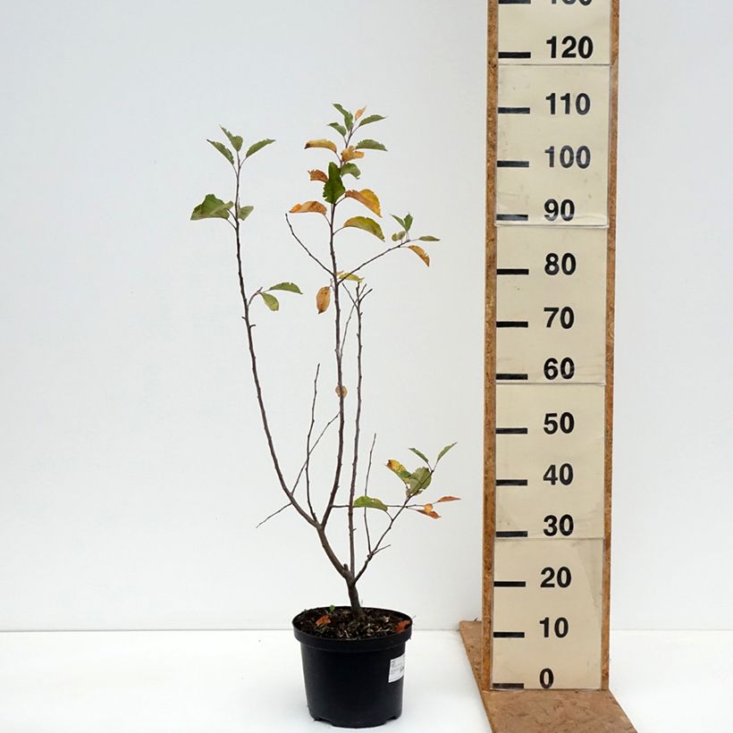 Exemplar von Zierapfel John Downie - Malus Topf mit 4L/5L wie im Herbst geliefert