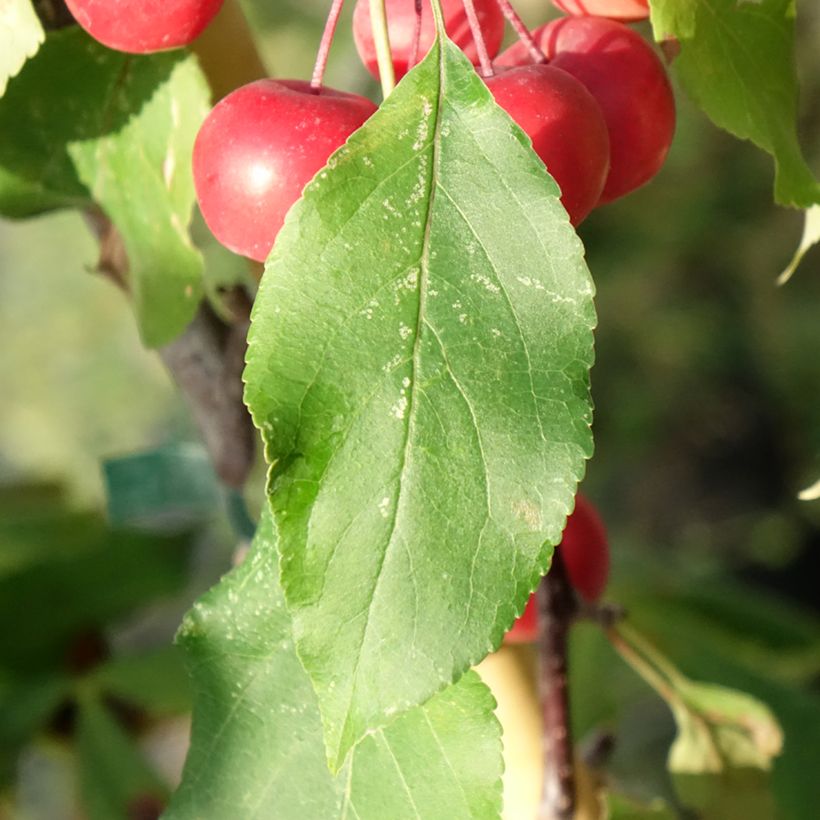 Malus (x) purpurea Ola - Pommier d'ornement, Pommier à fleurs, Pommetier (Laub)