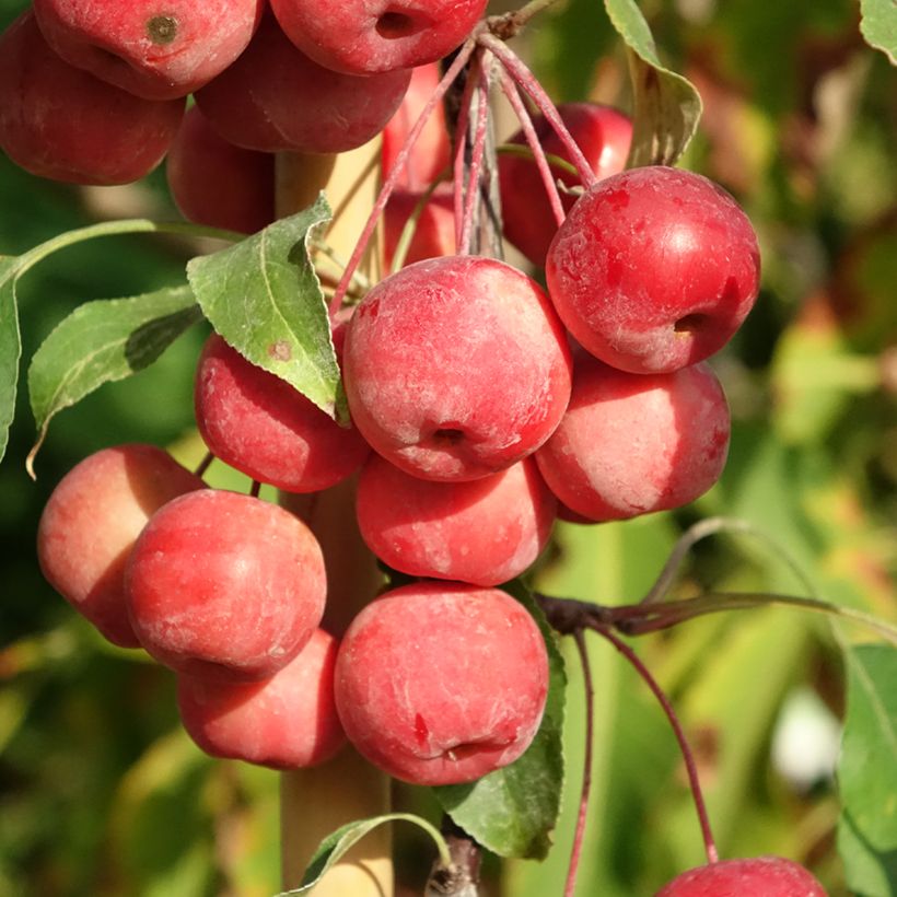Malus (x) purpurea Ola - Pommier d'ornement, Pommier à fleurs, Pommetier (Ernte)