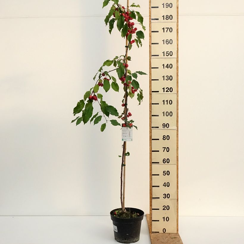 Exemplar von Malus (x) purpurea Ola - Pommier d'ornement, Pommier à fleurs, Pommetier Topf mit 7,5L/10L wie im Sommer geliefert