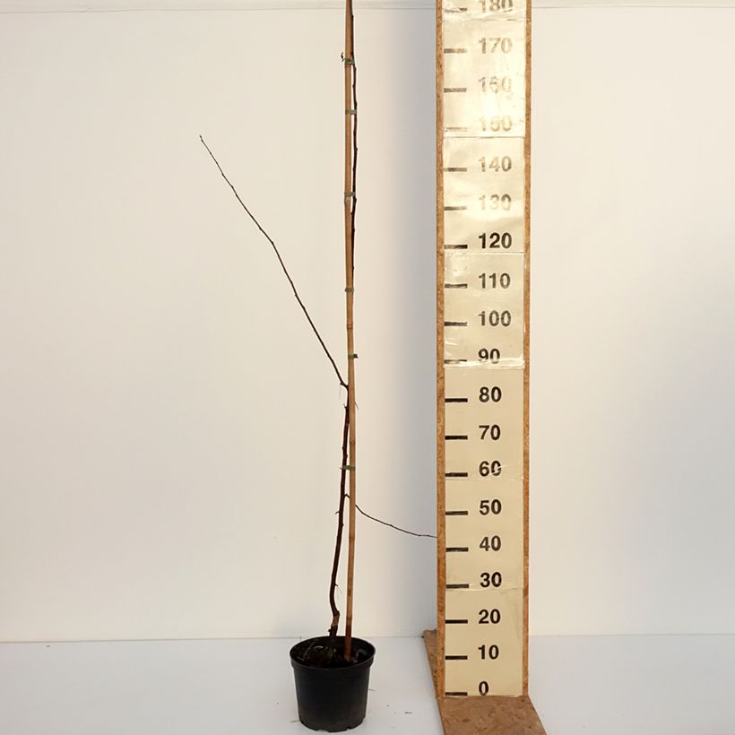 Exemplar von Purpur-Apfel Paul Hauber - Malus purpurea Topf mit 4L/5L wie im Herbst geliefert